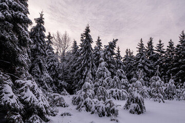 Winter Magic in Caledon