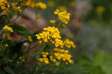 Beautiful flowers in garden, spring in may