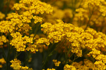 Beautiful flowers in garden, spring in may