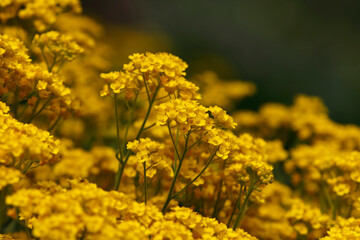 Beautiful flowers in garden, spring in may