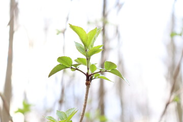 Photographie surexposée d'un bourgeon poussant, arrière plan d'une fôret flouttée