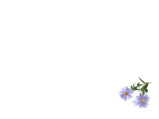 Obraz na płótnie Canvas Blue flowers isolated on a white background with copy space.
