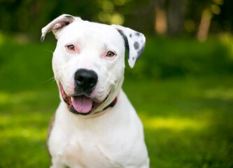 A friendly white Pit Bull Terrier mixed breed dog with spotted ears looking at the camera with a head tilt