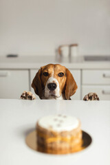 The beagle dog is waiting for his birthday treat. Beautiful dog in focus.