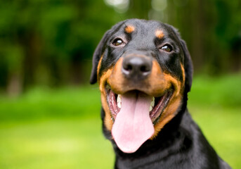 Fototapeta premium A purebred Rottweiler dog panting outdoors with a long tongue hanging out of its mouth