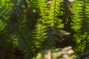 Tropical background with green ferns