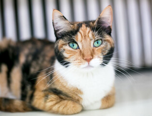 A Calico shorthair cat with green eyes and its paws tucked underneath its body