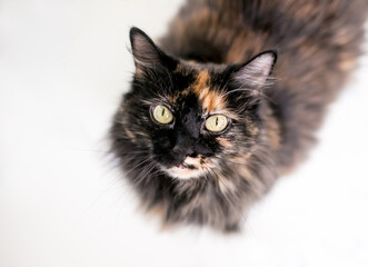 A fluffy Tortoiseshell medium haired cat looking up at the camera