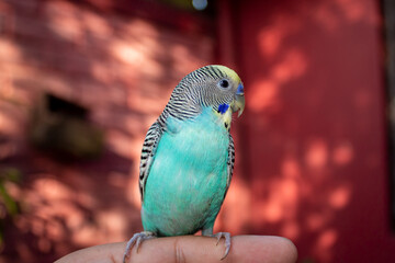 Obraz premium blue budgie