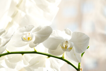 Fototapeta na wymiar White orchid flower close up on light background, selective focus