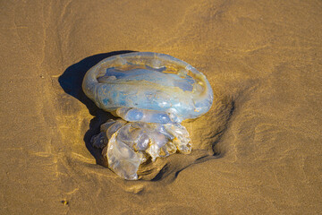 large white jellyfish washed up on beach