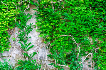 An old stone wall overgrown with green ivy.