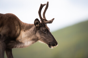 Caribou in the wild