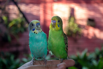 blue and yellow budgies