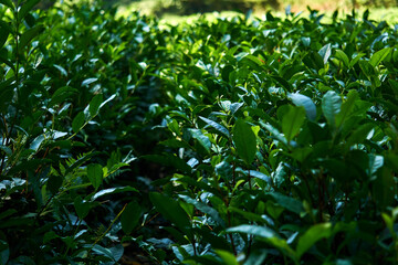 tea plantation view, front leaves in focus, background blurred