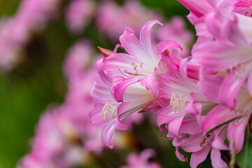 Fototapeta na wymiar Pink Flowers, São Miguel Island - Azores