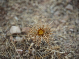 Fototapeta premium Arid dry yellow plant on ground close up