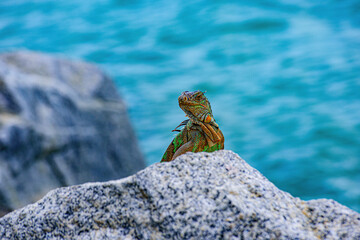 Iguana reptilian, exotic wild dragon.