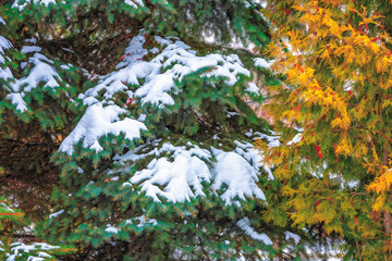 A fabulous, snowy winter forest.