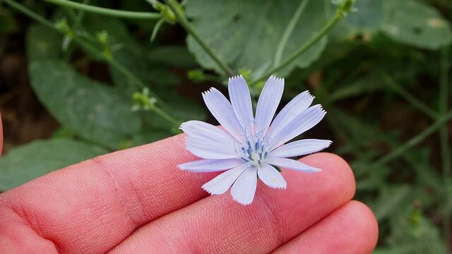 blue chicory flower, medicinal blue chicory plant,