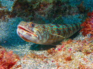 Sand Diver (Synodus intermedius) - Grenada 