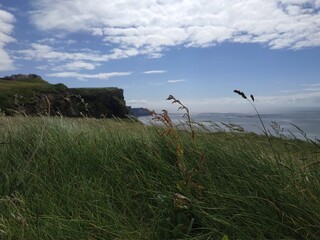 Vue d'une belle herbe verte et sauvage au premier plan, arrière plan sur les falaises de Moher dans un ciel bleu et quelques nuages lumineux, Irlande