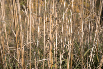 Autumn dried grass in the field.