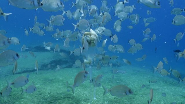 underwater scenery blue water damsel fish school ocean scenery mediterranean