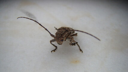 beetle isolated.
longhorn beetle.
beetle on white background.
close up of beetle.
closeup micro monster 
insects, insect, bug, bugs, animal, animals, wildlife, wild nature, forest, woods, garden, park