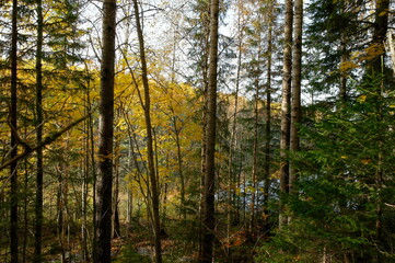 
autumn forest on a Sunny day
