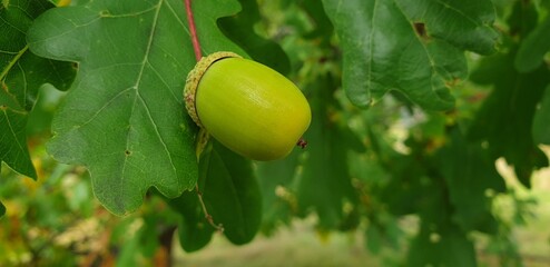acorn on oak