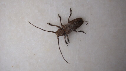 beetle isolated.
longhorn beetle.
beetle on white background.
close up of beetle.
closeup micro...