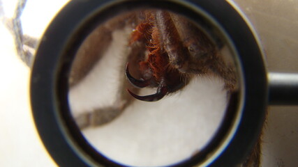 Fototapeta premium Tarantula , Spider Tarantula fangs Close up female of Spider Tarantula in threatening position. Largest spider in terms of leg-span is the giant huntsman spider. Females can live up to 25 years. bug.