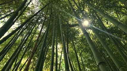 Fototapeta na wymiar Bamboo forest, jungle, looking up at exotic lush green bamboo tree canopy and sun rays beaming through among stems