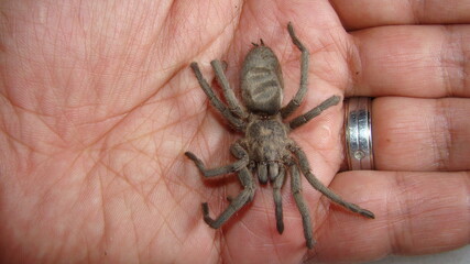 Obraz premium Tarantula , Spider Tarantula on the hand Close Up female of Spider Tarantula - Largest spider in terms of leg-span is the giant huntsman spider. Females can live up to 25 years insect, insects, bug