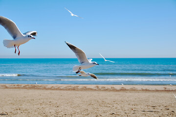 Set of seagulls flying on the beach