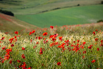 Poppies in the Sussex Countryside