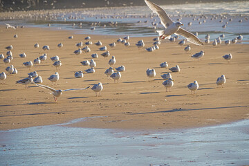 Seagulls on welsh Rossilli Beach to form natural textured background seaside image