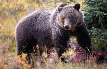 Obraz na płótnie Canvas Grizzly bear in the fall