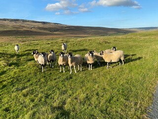 Sheep, high on the fells, on a late summers day by, Halton Gill, Skipton, UK