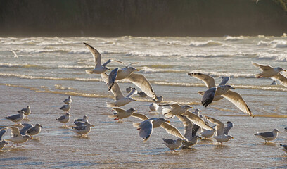Seagulls on welsh Rossilli Beach to form natural textured background seaside image