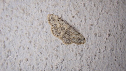 Fototapeta na wymiar moth | close up | closeup amazing camouflage moth white moth isolated