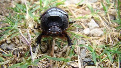 European rhinoceros beetle, Rhino beetle, female, Rhinoceros beetles have become popular pets.
Beetle in the nature. a very large beetle.
insect, insects, bug, bugs, animal, animals, pet, pets