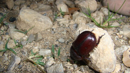 European rhinoceros beetle, Rhino beetle, female, Rhinoceros beetles have become popular pets.
Beetle in the nature. a very large beetle.
insect, insects, bug, bugs, animal, animals, pet, pets
