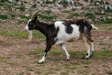 Fototapeta premium Wild British Primitive Feral Goat in the Mendip Hills, Somerset