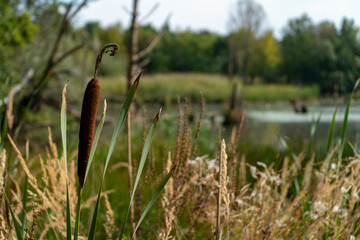 reeds near by wild lake