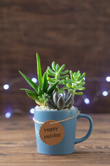 Easy handmade home decoration with succulents in blue mug