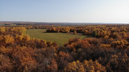 Autumn trees with colorful leaves grow in a green field. Top view, photo from Drona. Autumn landscape