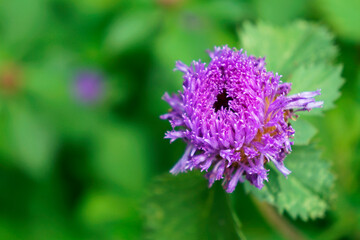 Brazil button flower or Lark Daisy flower (Centratherum punctatum) 