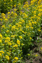 菜の花